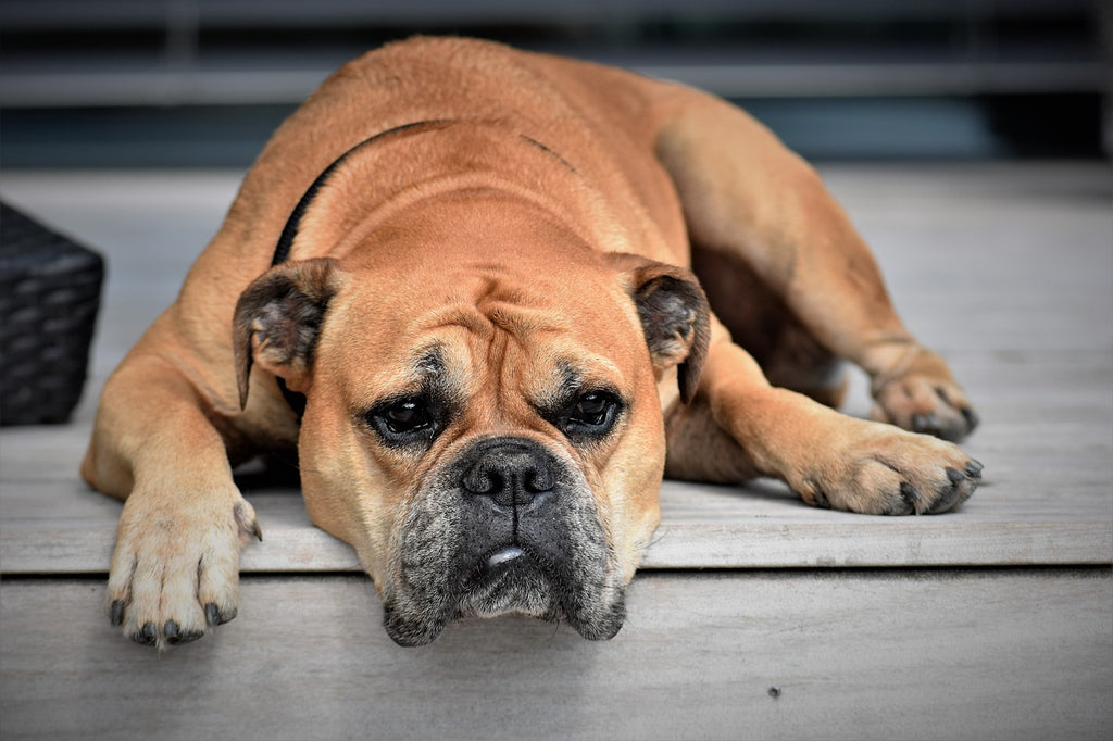 Navigating the Maze of Cognitive Dysfunction Syndrome (CDS) in Pets